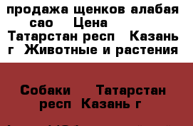  продажа щенков алабая(сао) › Цена ­ 8 000 - Татарстан респ., Казань г. Животные и растения » Собаки   . Татарстан респ.,Казань г.
